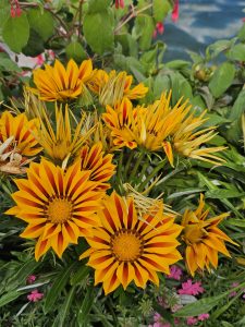 Yellow and dark orange coloured Gazania rigens aka treasure flower. From Zurich, Switzerland.