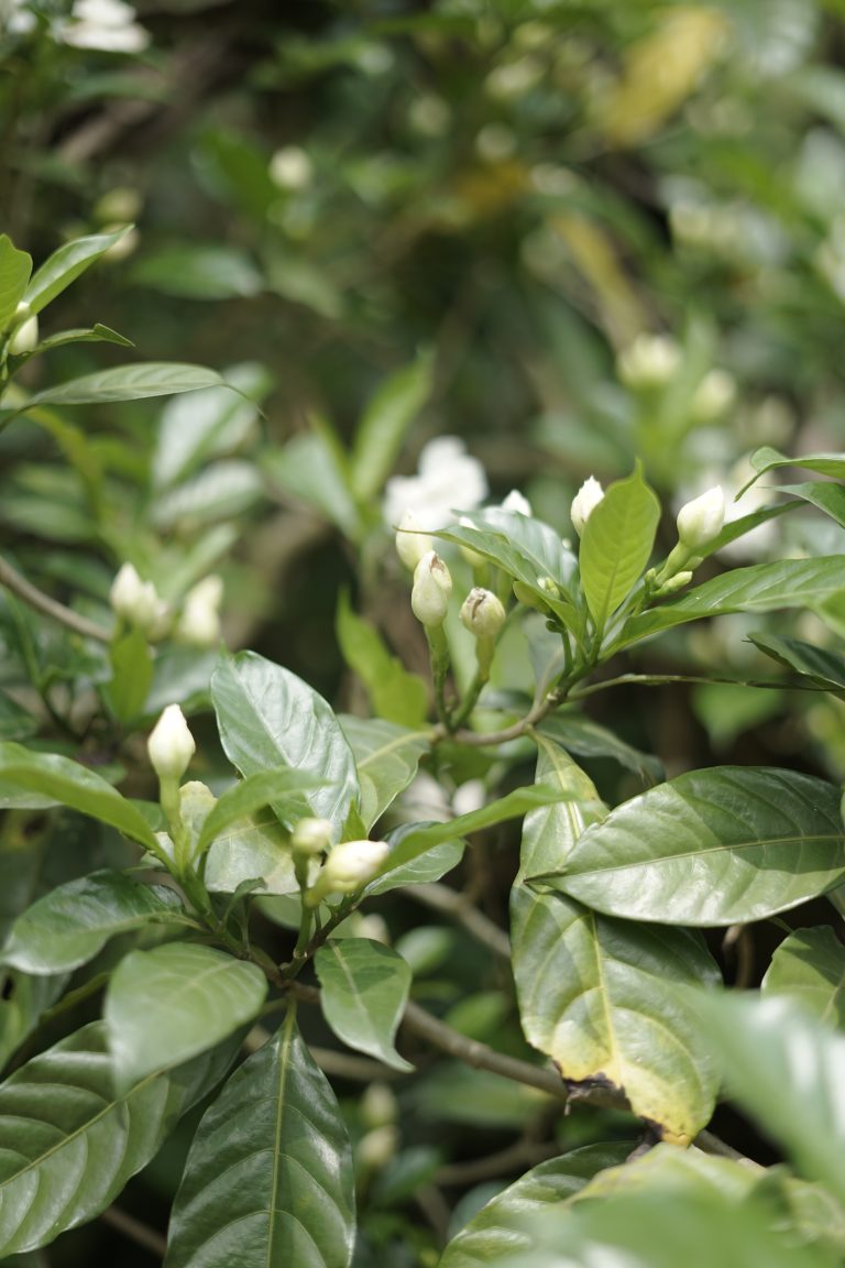 Several small, white jasmine flower buds on a leafy green shrub with some white flowers in the background. Wayanad, Kerala.