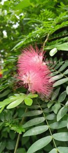 A closeup view of the flower scientifically known as Calliandra haematocephala