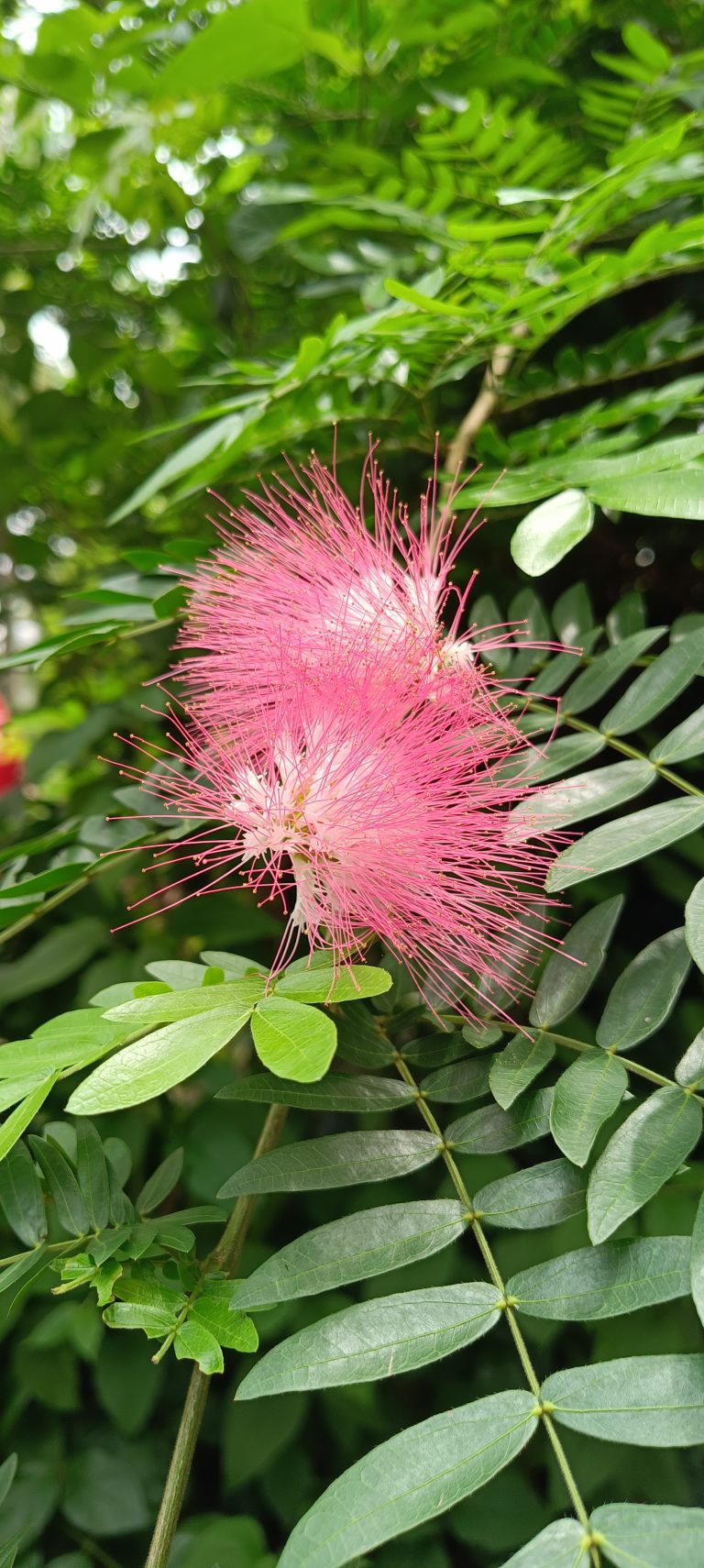 A closeup view of the flower scientifically known as Calliandra haematocephala