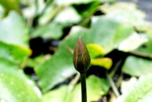 A close-up image of a water lily bud with lush green leaves in the background. 
