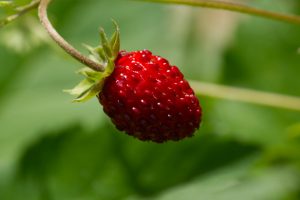 A small strawberry shines bright red out of the shadows.