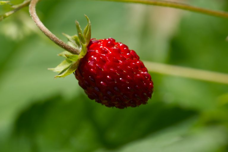 A small strawberry shines bright red out of the shadows.