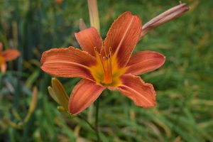 A close-up of an orange daylily with a yellow center in full bloom, set against a background of green foliage.
