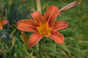 View larger photo: A close-up of an orange daylily with a yellow center in full bloom, set against a background of green foliage.