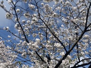 Branches of a cherry blossom tree filled with white flowers against a backdrop of a blue sky with a few clouds.