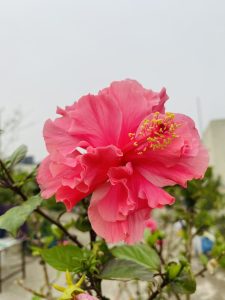 这张特写照片拍摄的是一朵盛开的粉红色芙蓉花，花蕊呈黄色。