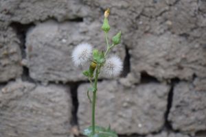 A small plant with two white fluffy dandelion-like flowers and several green buds stands against a rough, gray brick wall background.