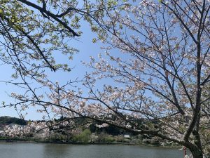 千葉県東金市　八鶴湖の桜　/　Cherry blossoms at Lake Hachihakko, Togane City, Chiba Prefecture