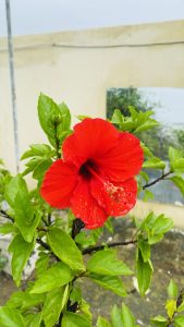 A vibrant red hibiscus flower with water droplets on its petals, surrounded by green leaves, against a blurred outdoor background.