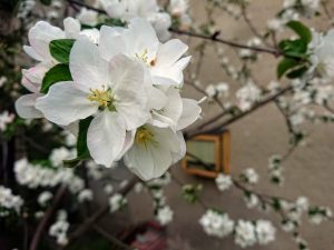 View larger photo: Close-up of white apple blossoms in full bloom on a tree branch, with a blurred background.