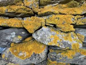 石墙特写，石墙表面长有黄色和橙色的苔藓。地衣在岩石的自然灰色和棕色色调的衬托下，创造出纹理丰富的外观。