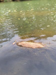 Calm waters of the Mandakini River reflect the vibrant green and autumnal foliage with a focus on the underwater stone.