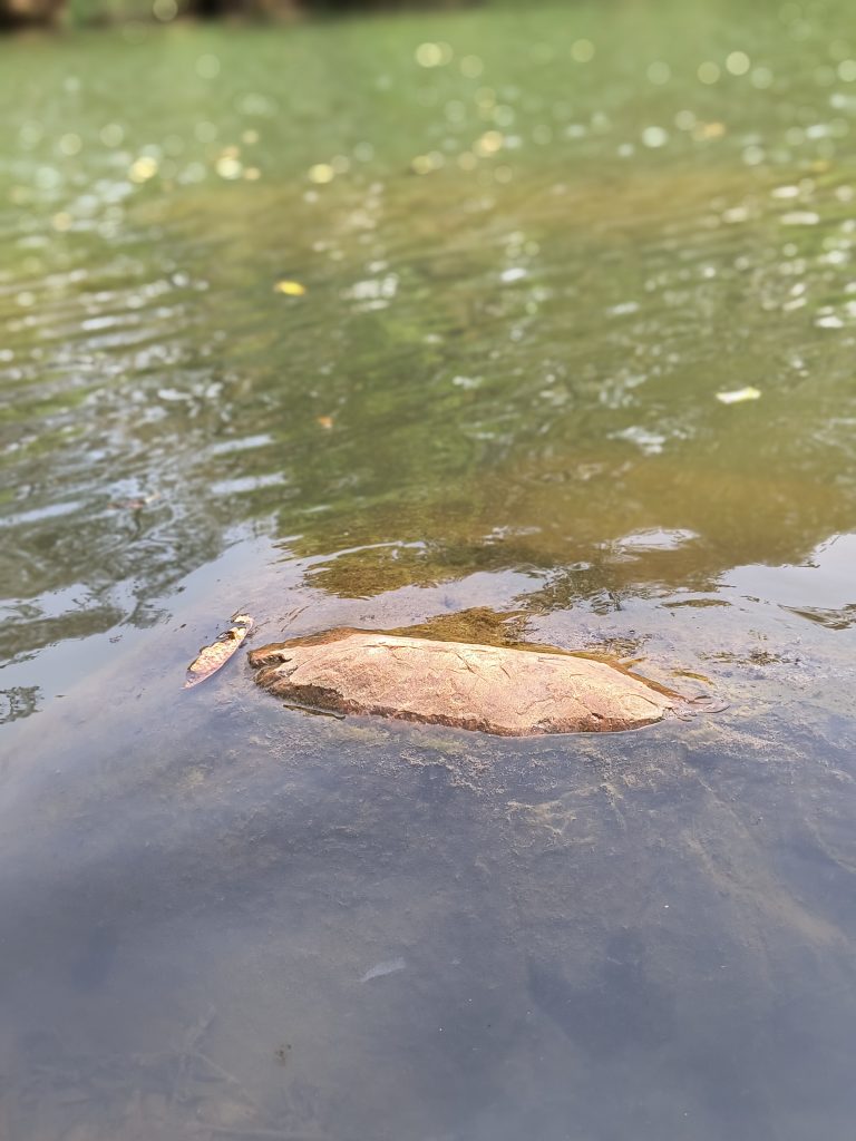 Calm waters of the Mandakini River reflect the vibrant green and autumnal foliage with a focus on th...