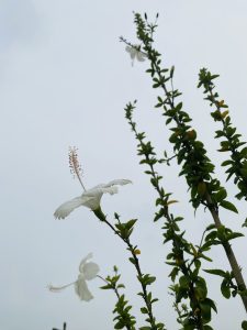 A white flower on a long stem against an overcast sky