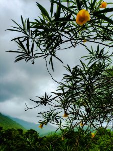 View larger photo: Branches, leafs and flowers from a Yellow Oleander (Cascabela thevetia) plant, against a background of vegetation-covered mountains and a cloudy sky.