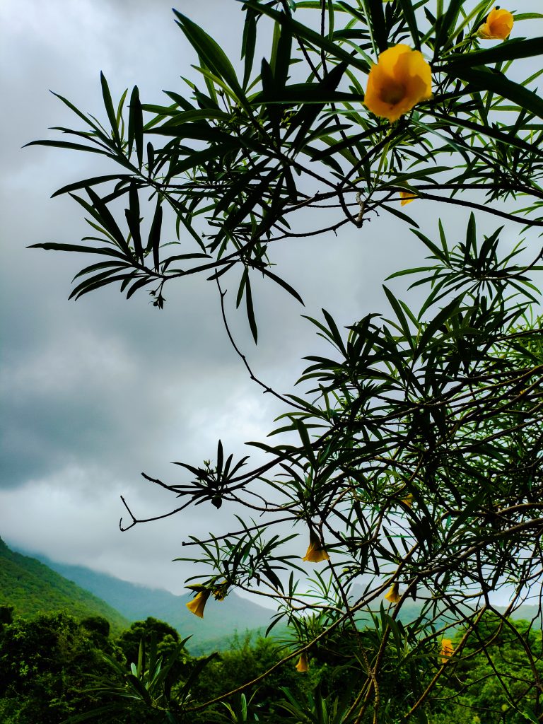 Branches, leafs and flowers from a Yellow Oleander (Cascabela thevetia) plant, against a background of vegetation-covered mountains and a cloudy sky.