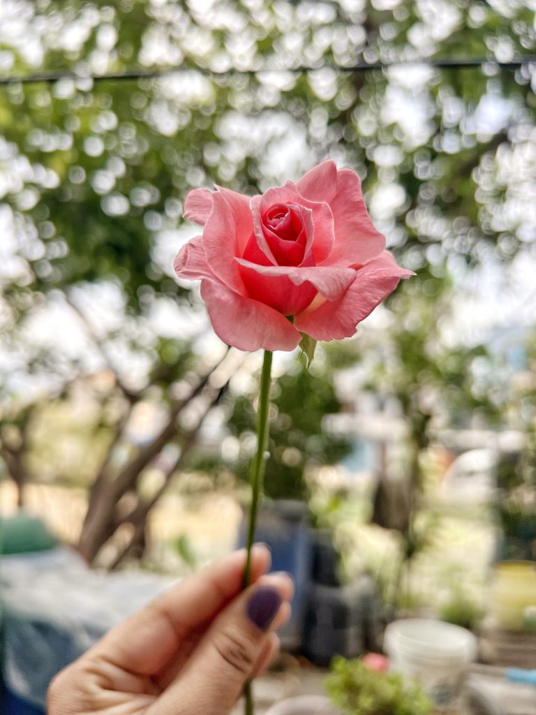 A hand with painted nails is holding a single pink rose against a blurred outdoor background with trees and greenery.