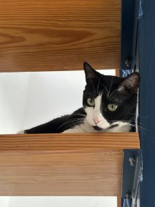 A black and white cat with green eyes is lying on a wooden step, partially hidden by the step above. The background shows a white wall and a blue vertical structure.