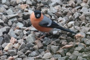 Male Bullfinch standing on gravel stones feeding