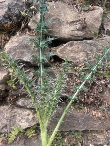 A tall green spiky plant growing in front of a set of a weathered rock wall.