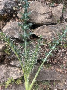 View larger photo: A tall green spiky plant growing in front of a set of a weathered rock wall.