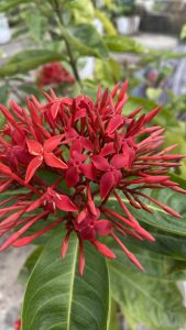Close-up of a cluster of bright red Ixora flowers with green leaves in the background.