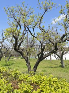 A garden with leafless trees beginning to sprout green leaves and a blue sky in the background. 