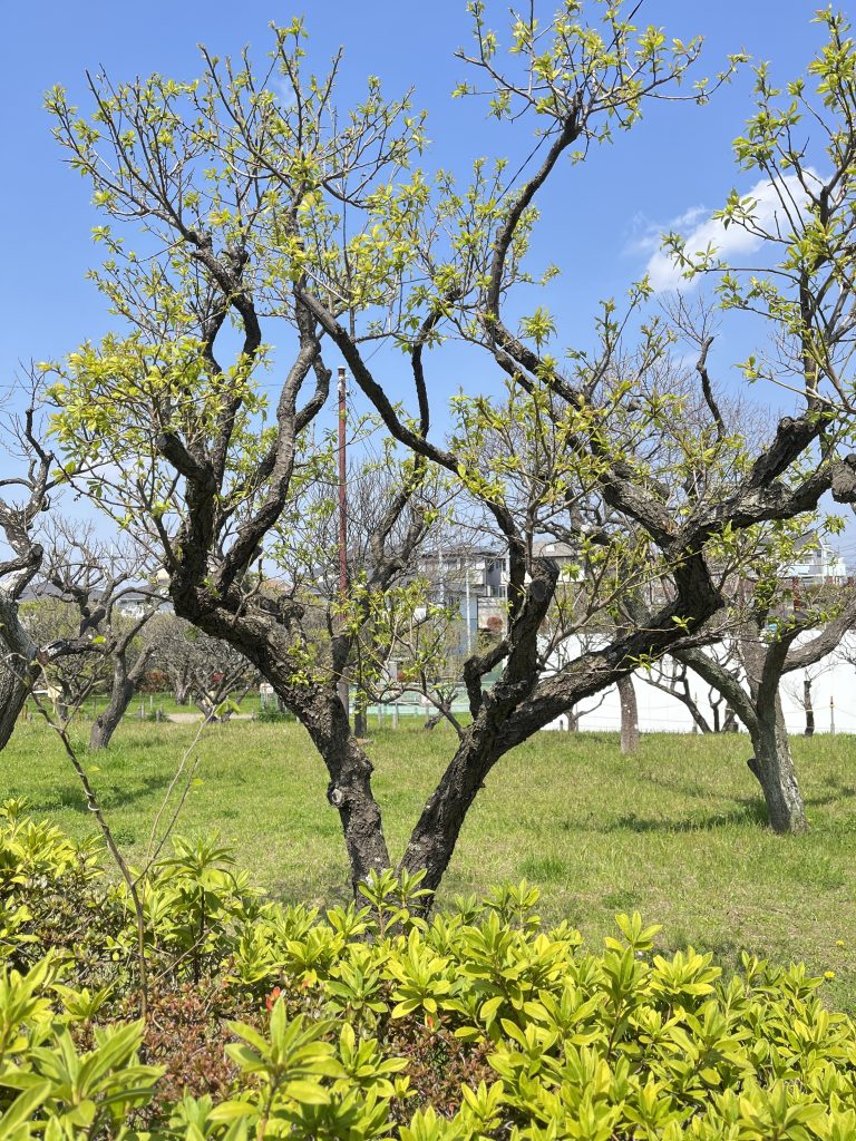 A garden with leafless trees beginning to sprout green leaves and a blue sky in the background.