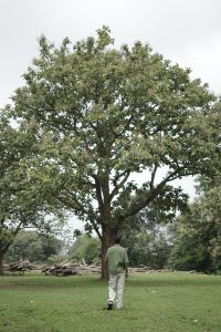 A person wearing a green shirt and light-colored pants walks on a grassy field toward a large tree, with a pile of logs and a forested area in the background.