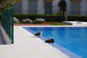 Two ducks are by the edge of a swimming pool, one standing and the other sitting. In the background are green hedges, white flowers, a fence, and a white building with barred windows.