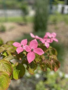 Portrait of pink colour Kousa dogwood flowers. 