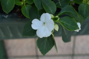 Close up of a white flower with green leaves. 