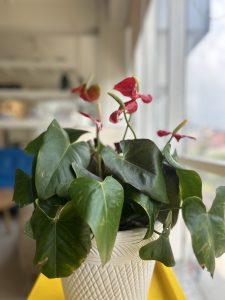 Red flower of a Painter's-palette plant in a pot by a window