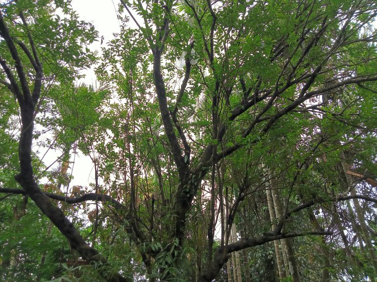 A view of the canopy of lush green trees with numerous branches spreading out against a partly cloudy sky in the background. Mawlynnong Village, Meghalaya, India