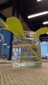 A plant clipping in water in a glass jar