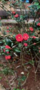 Close-up view of a Euphorbia plant, also known as Thornless Euphorbia, showcasing small, bright red flowers with yellow centers and dark green leaves in a garden setting.