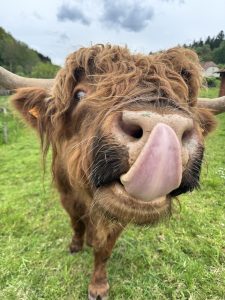 Cheeky scottish highlander in waldscheid, germany