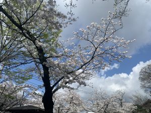 千葉県千葉市中央区　亥鼻公園の桜　/　Cherry blossoms at Inohana Park, Chuo-ku, Chiba City, Chiba Prefecture