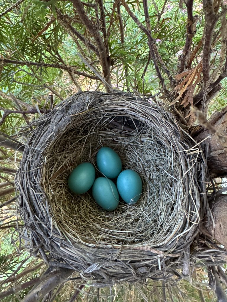 An overhead view of a birds nest with 4 robin eggs.