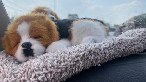 View larger photo: A small, fluffy, brown and white toy dog is lying on a gray fuzzy blanket, appearing to be sleeping with its eyes closed.