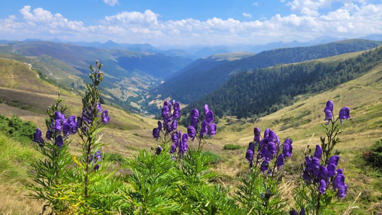 Purple flowers in the foreground with a panoramic view of a lush green valley and distant mountains under a blue, partly cloudy sky.