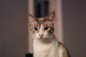 A close-up image of a cat with a white and gray coat, looking directly at the camera with wide, curious eyes. The background is blurred, focusing attention on the cat's face.