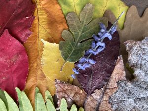 A collection of rainbow fall leaves in red, orange, yellow, green, kind of blues and purples, and browns, black, and grey.