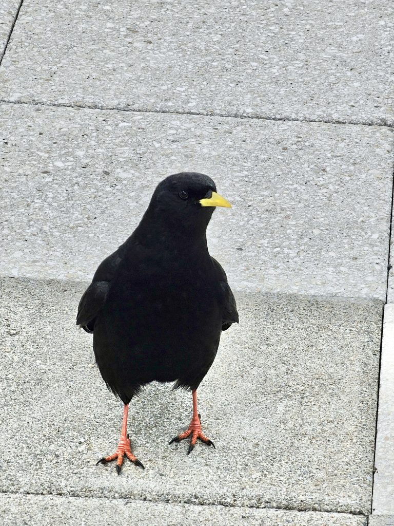 A long view of Pyrrhocorax graculus. It’s commonly known as Alpine chough or yellow-billed chough. From Mount Pilatus, Switzerland.