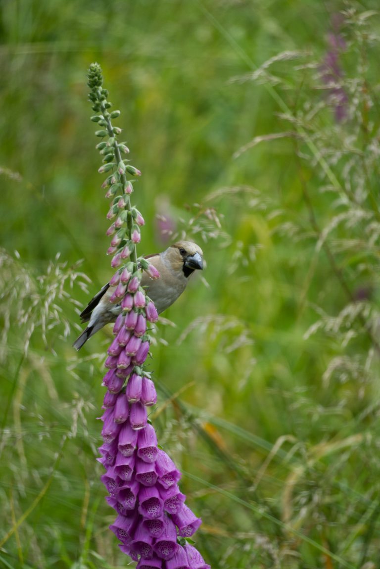 A grosbeak (hawfinch,  Coccothraustes coccothraustes) sits on the inflorescence of a foxglove (Digitalis purpures). In the background a green meadow