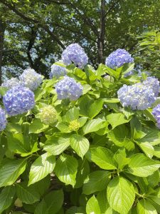 A lush green hydrangea bush with clusters of vibrant purple and light blue blossoms in full bloom, set against a background of tall trees with green leaves.
