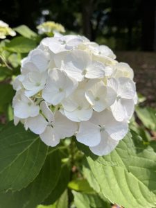 White Hydrangea Flower