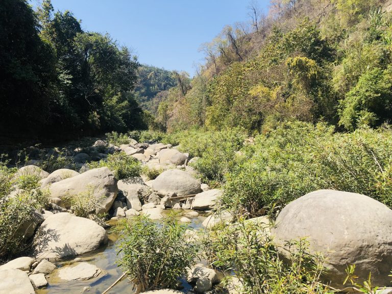 A serene natural scene featuring a rocky stream surrounded by lush green vegetation and trees.