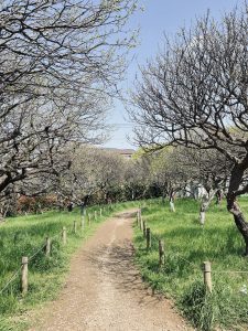 Walking path in a park, lined by a rope fence on both sides. Grass grows between several trees.